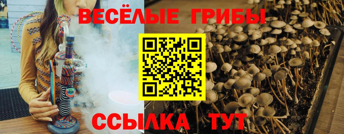 Электрогорск  Псилоцибиновые грибы мицелий  Вход с VPN  Галлюциногенные грибы Psilocybine cubensis 